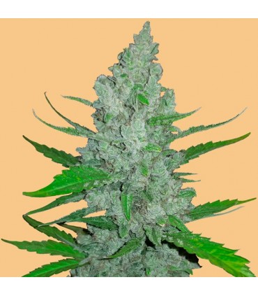 Auto Sour Diesel fem. FastBuds Seeds