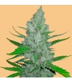 Auto Sour Diesel fem. FastBuds Seeds