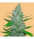 Auto Sour Diesel 10 u. fem. FastBuds Seeds