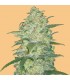 Auto White Widow 10 u. fem. FastBuds Seeds