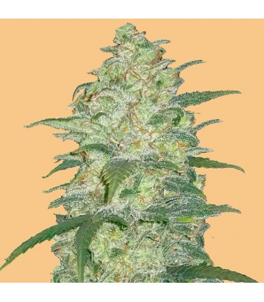 Auto White Widow 10 u. fem. FastBuds Seeds