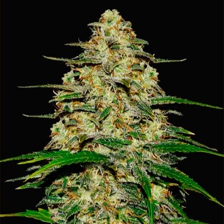 Wedding Cheesecake fem. FastBuds Seeds
