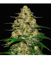 Wedding Cheesecake fem. FastBuds Seeds