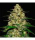 Wedding Cheesecake  5 u. fem. FastBuds Seeds