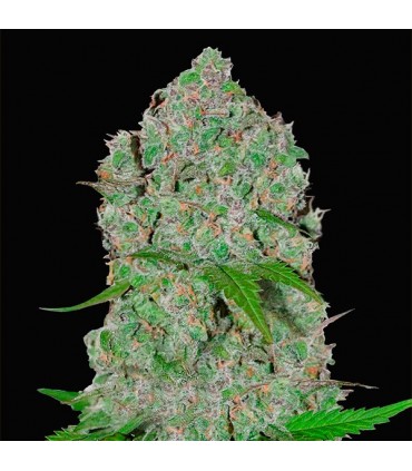 Orange Sherbet  3 u. fem. FastBuds Seeds