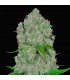 Orange Sherbet 10 u. fem. FastBuds Seeds