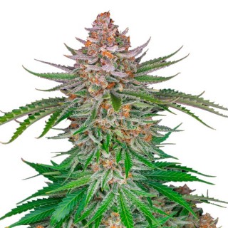 Strawberry Pie fem. FastBuds Seeds