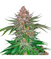 Strawberry Pie fem. FastBuds Seeds