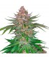 Strawberry Pie  5 u. fem. FastBuds Seeds
