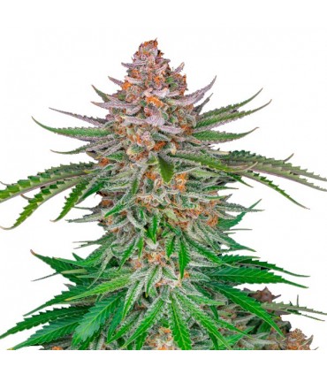 Strawberry Pie  5 u. fem. FastBuds Seeds