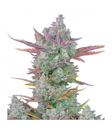 Gorilla Cookies  3 u. fem. FastBuds Seeds