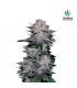 Blackberry fem. FastBuds Seeds