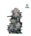 Blackberry fem. FastBuds Seeds