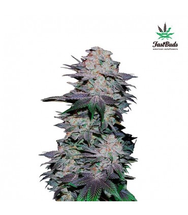 Blackberry  3 u. fem. FastBuds Seeds