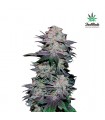Blackberry  3 u. fem. FastBuds Seeds