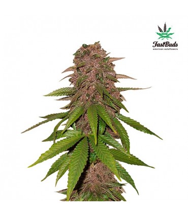 C4 -  3 u. fem. FastBuds Seeds