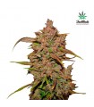 Crystal Meth fem. FastBuds Seeds