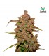 Crystal Meth  3 u. fem. FastBuds Seeds