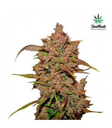 Crystal Meth  3 u. fem. FastBuds Seeds
