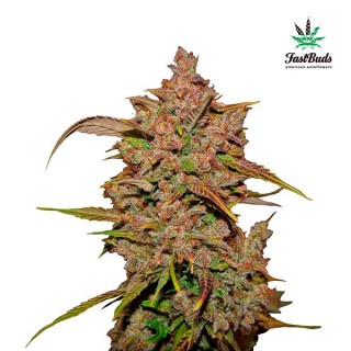 Crystal Meth 10 u. fem. FastBuds Seeds