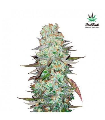 G14 -  3 u. fem. FastBuds Seeds