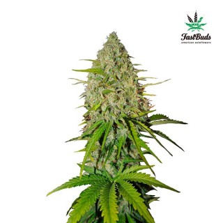 Grapefruit fem. FastBuds Seeds