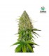 Grapefruit  3 u. fem. FastBuds Seeds