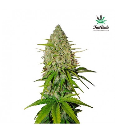 Grapefruit  3 u. fem. FastBuds Seeds