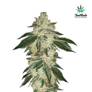 Green Crack fem. FastBuds Seeds