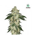 Green Crack fem. FastBuds Seeds