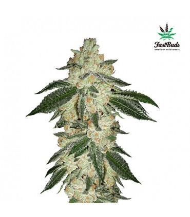 Green Crack  3 u. fem. FastBuds Seeds