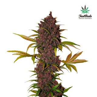 LSD-25 -  3 u. fem. FastBuds Seeds
