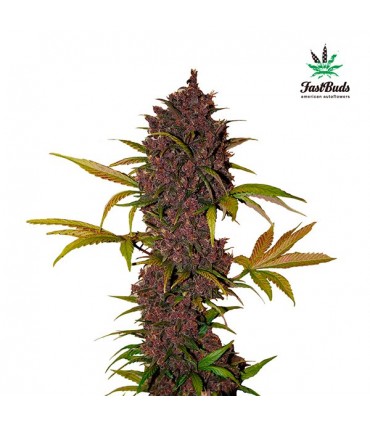 LSD-25 - 10 u. fem. FastBuds Seeds