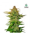 Northern Express fem. FastBuds Seeds (Agotada en Origen)