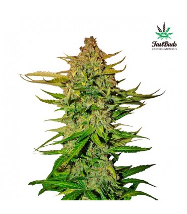 Northern Express  3 u. fem. FastBuds Seeds (Agotada en Origen)