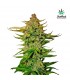 Northern Express 10 u. fem. FastBuds Seeds (Agotada en Origen)