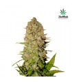 Pineapple Express fem. FastBuds Seeds