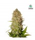 Pineapple Express 10 u. fem. FastBuds Seeds