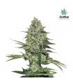 Rhino Ryder fem. FastBuds Seeds