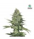 Rhino Ryder  3 u. fem. FastBuds Seeds