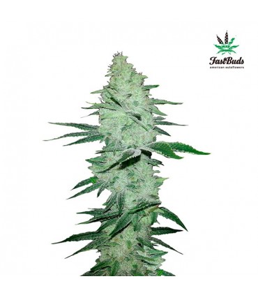 Six Shooter  3 u. fem. FastBuds Seeds