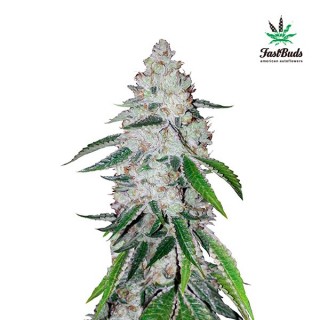 West Coast OG fem. FastBuds Seeds