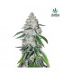 West Coast OG  3 u. fem. FastBuds Seeds