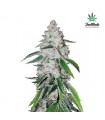 West Coast OG 10 u. fem. FastBuds Seeds