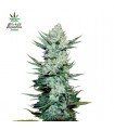 Tangie Matic fem. FastBuds Seeds