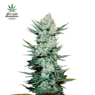 Tangie Matic 10 u. fem. FastBuds Seeds
