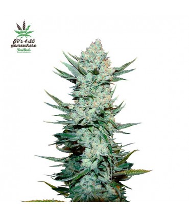 Tangie Matic 10 u. fem. FastBuds Seeds