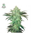 Stardawg fem. FastBuds Seeds