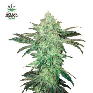 Stardawg  3 u. fem. FastBuds Seeds