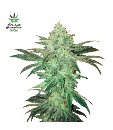 Stardawg  3 u. fem. FastBuds Seeds